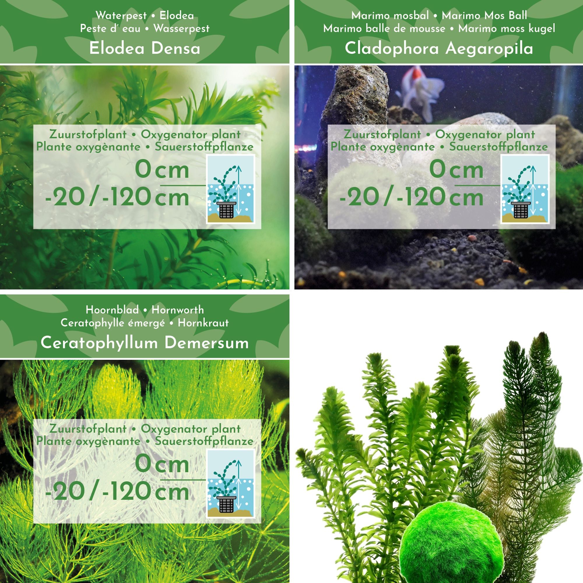 Combi-Zuurstofplanten-Pakket-28-planten-Voor-2000-3000-liter-water-2