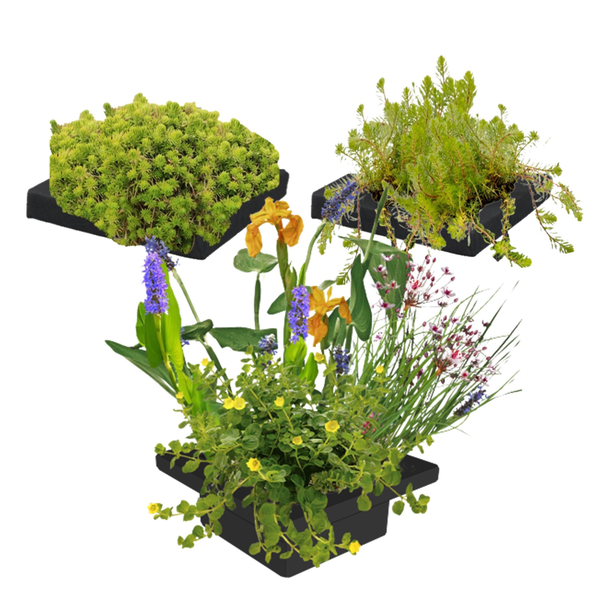 vdvelde.com - Îlot de plantes flottantes - DIY - 12 plantes aquatiques fleuries et oxygénantes - 3x anneau flottant inclus