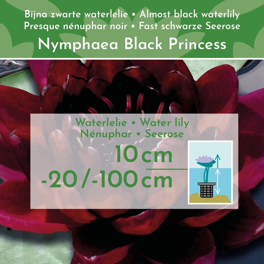 Donkerrode-Waterlelie-Nymphaea-Black-Princess-2