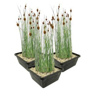 vdvelde.com - Lisdodde naine - Lisdodde petite - Typha Minima - 4 pièces + Panier 3x - Plantes d'étang rustiques - Van der Velde Aquatic Plants