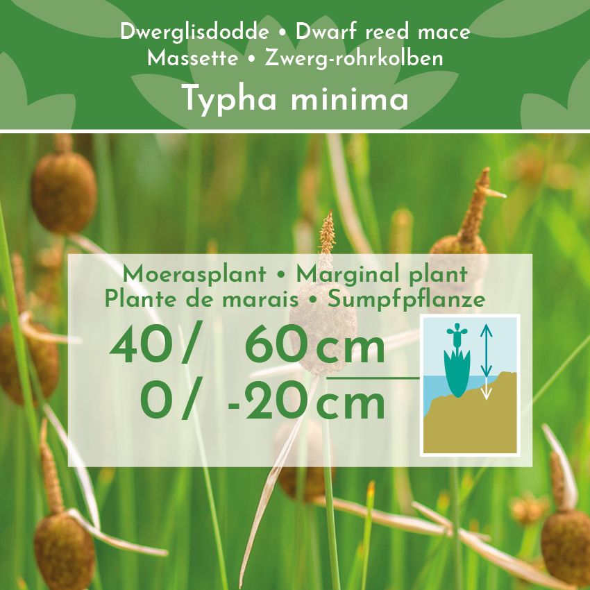 Dwerglisdodde-4-planten-Typha-Minima-2