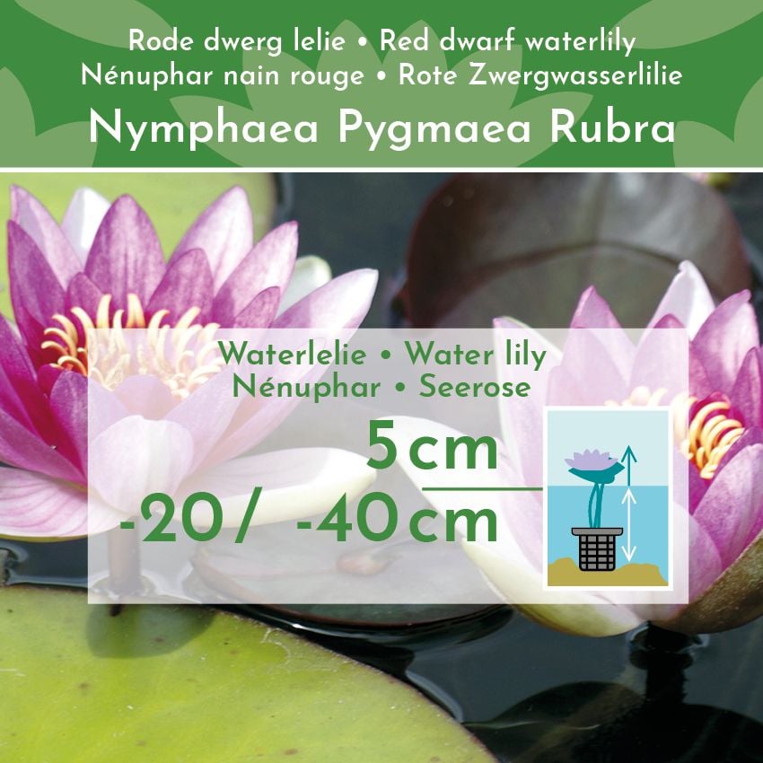 Nénuphar nain-Rouge-Nymphaea-Pygmaea-Rubra-2