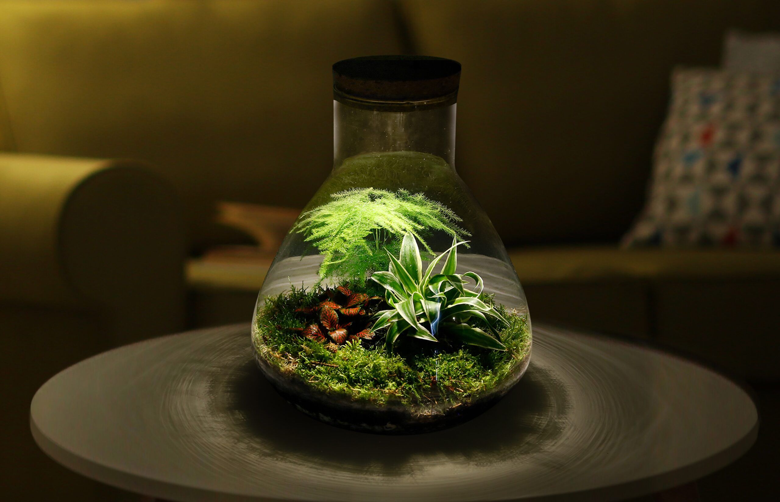 Ökosystem Pflanzen terrarium LED