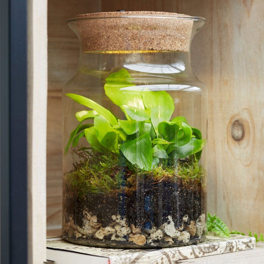 Ecosysteem-plant-met-lamp-Jungle-Corky-Glas-2