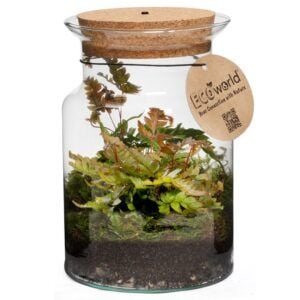 vdvelde.com - Ökosystem Pflanze mit Lampe - Ecoworld Jungle Corky Glas mit Lampe + 1 Terrarium Pflanze Farn - Ø 13 cm - Höhe 20 cm