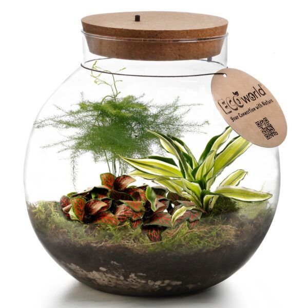 vdvelde.com -  Planten terrarium met verlichting - Ecoworld Tropical Biodome - Planten in glazen pot - 3 gekleurde kamerplanten Planten - Bolvormig glas - Hoogte 25 cm