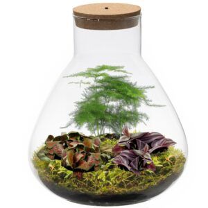 vdvelde.com - Plante écosystème avec lampe - Ecoworld Tropical Biosphere - Terrarium en verre - 3 Plantes colorées - Pyramide de verre - Ø 23 cm - Hauteur 26 cm