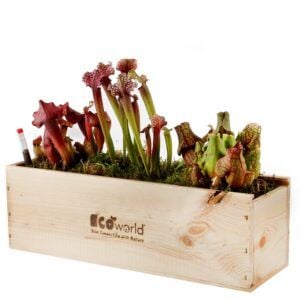 vdvelde.com -  Box Vleesetende Planten - 3 Vleesetende Planten - Sarracenia - Duurzaam Houten Kistje - Incl. Voeding en Handige Watermeter