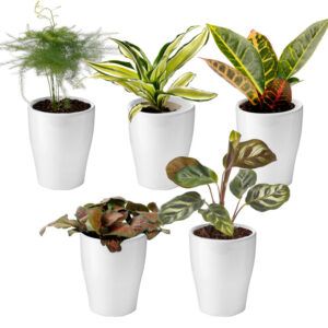 vdvelde.com - Mélange pour mini plantes d'intérieur - avec mini pots - 5 pièces - Ø 6 cm Hauteur 8-15 cm
