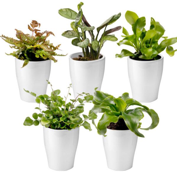 vdvelde.com -  Mini Varen Plantjes Mix - Inclusief Mini Planten Potjes - 5 stuks - Ø 6 cm Hoogte 8-15 cm