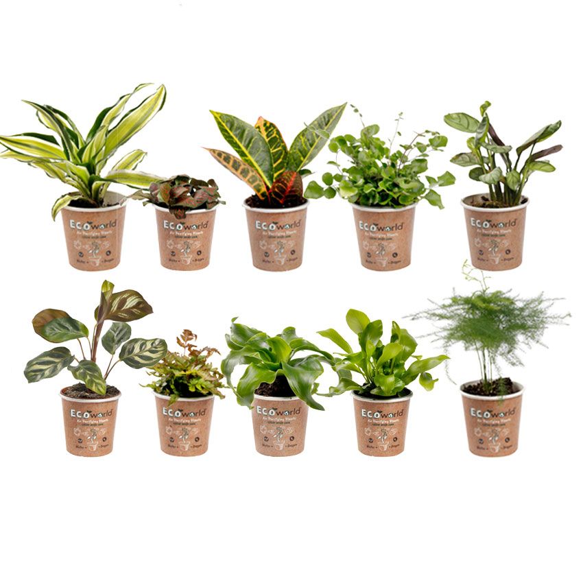 Mini Plantjes – 10 stuks