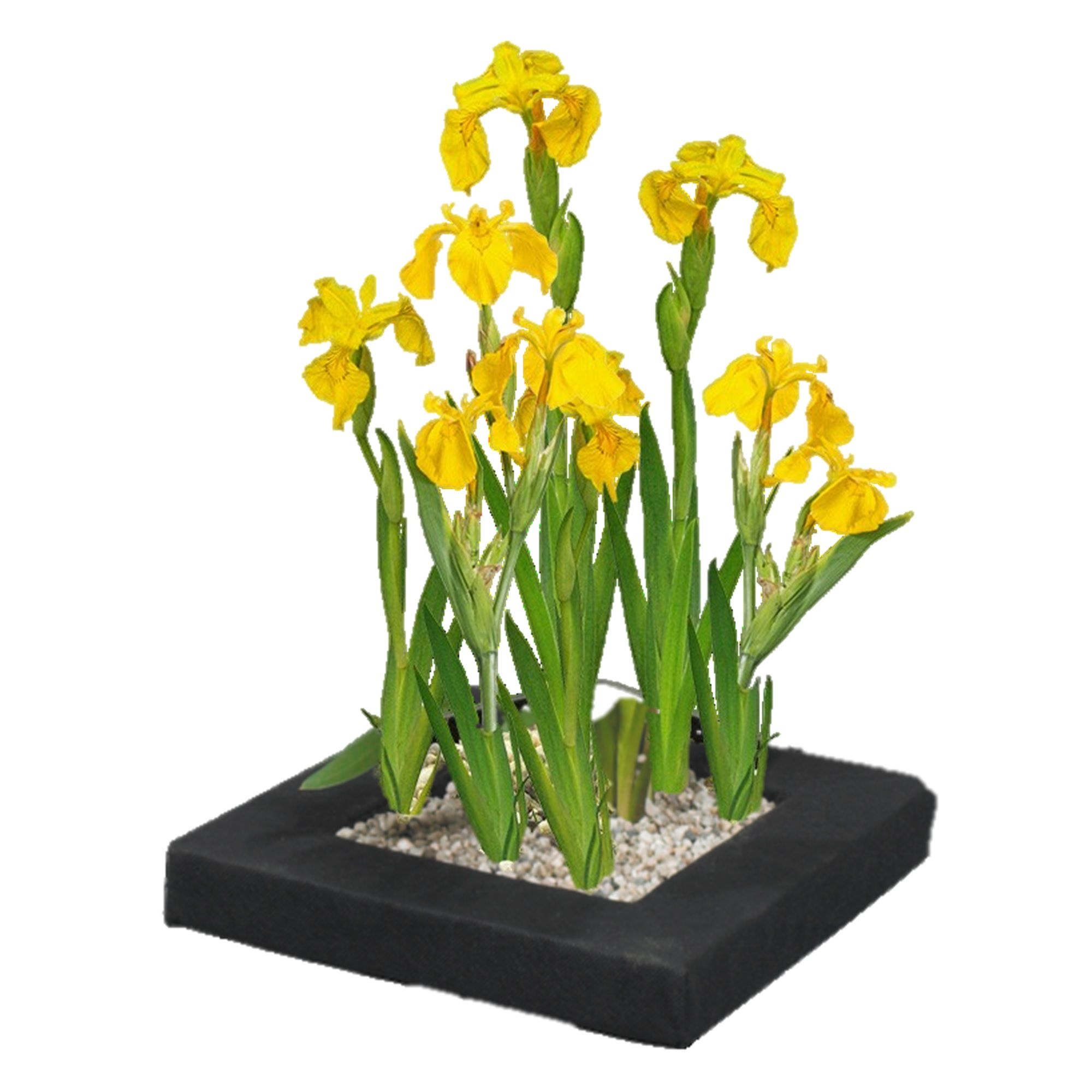vdvelde.com -  Gele Iris Drijvend planteneiland set - DIY - 4 Bloeiende gele Lis Waterplanten - Inclusief Drijfring