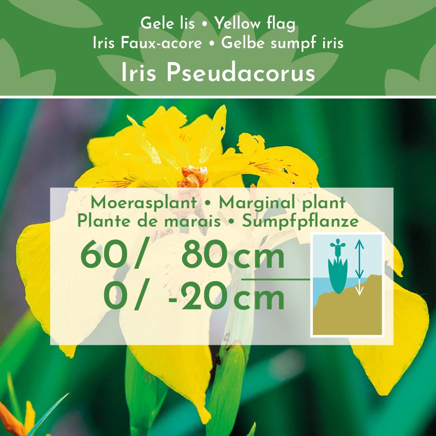 Gele-Lis-30-planten-Iris-Pseudacorus-2