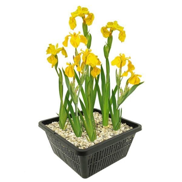 vdvelde.com -  Lis Geel - Gele Lis - Iris Pseudacorus - Iris Bloem 4 stuks - Winterharde Vijverplanten + Vijvermand - Van der Velde Waterplanten