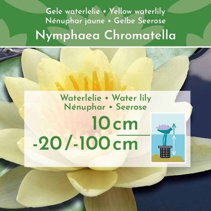 Gele-Waterlelie-Nymphaea-Marliacea-Chromatella-2