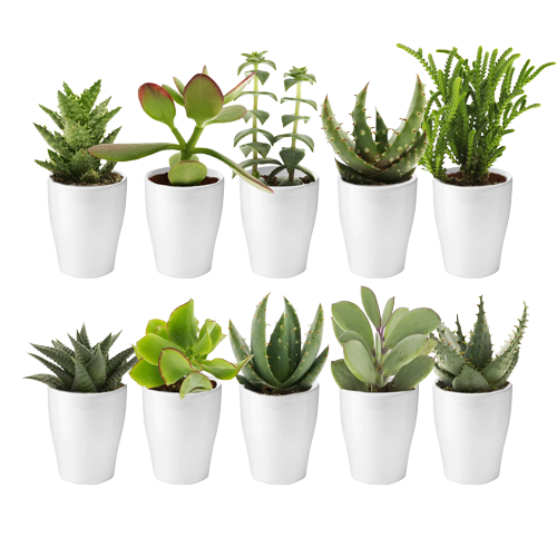 Give away mini plantjes