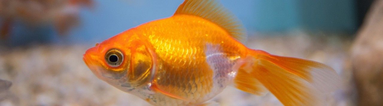 Goldfish -  - Todo para un estanque natural