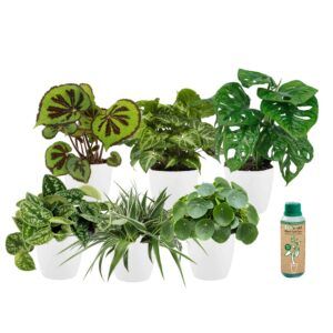vdvelde.com -  Hangplanten - Makkelijk te verzorgen soorten - Hangplant 6 stuks - Ø 12 cm - Hoogte 30-40 cm in Witte Potten + Kamerplantenvoeding