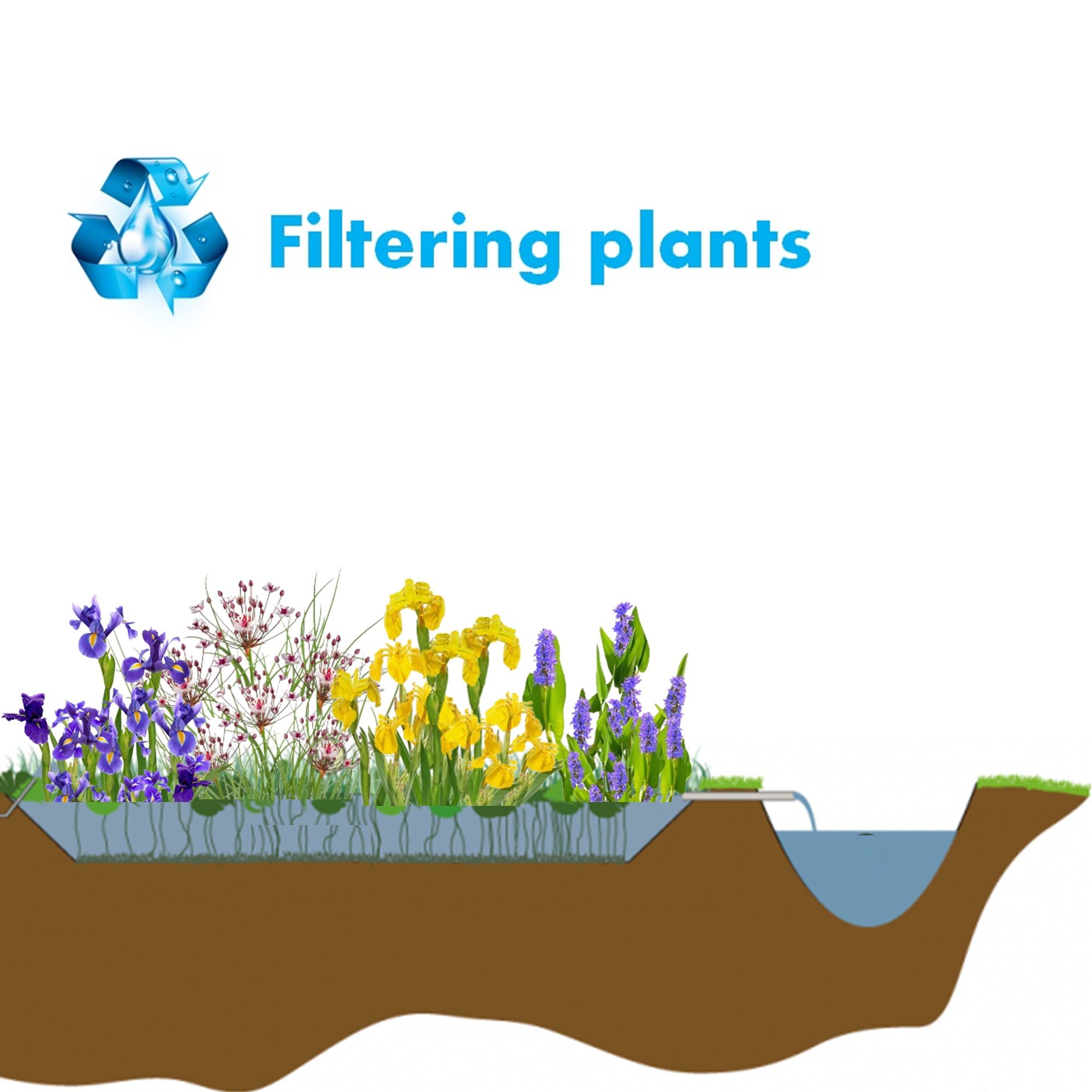 Helofytenfilter-planten-120-waterzuiverende-planten-voor-een-Plantenfilter-van-75-m²-10-m²-4
