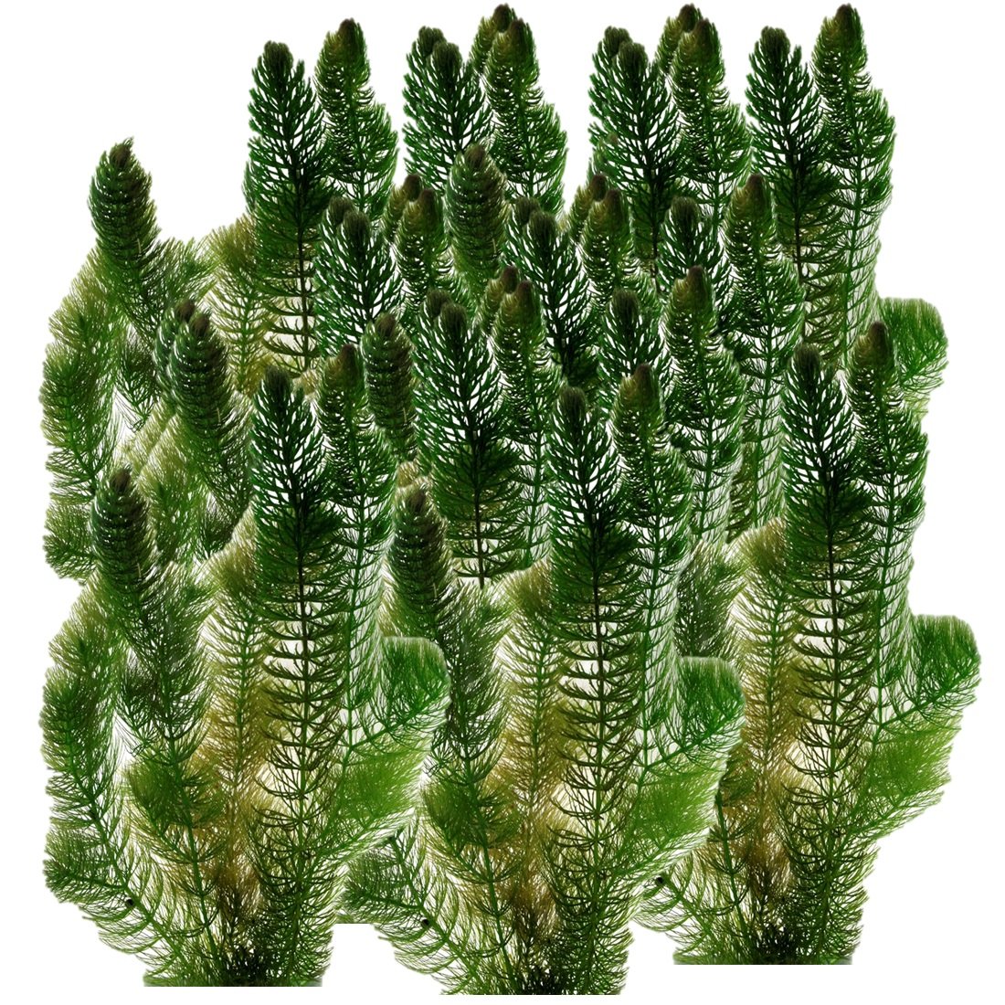 vdvelde.com -  Hoornblad Ceratophyllum - 12 bosjes - Winterharde Zuurstofplant voor de Vijver - Van der Velde Waterplanten