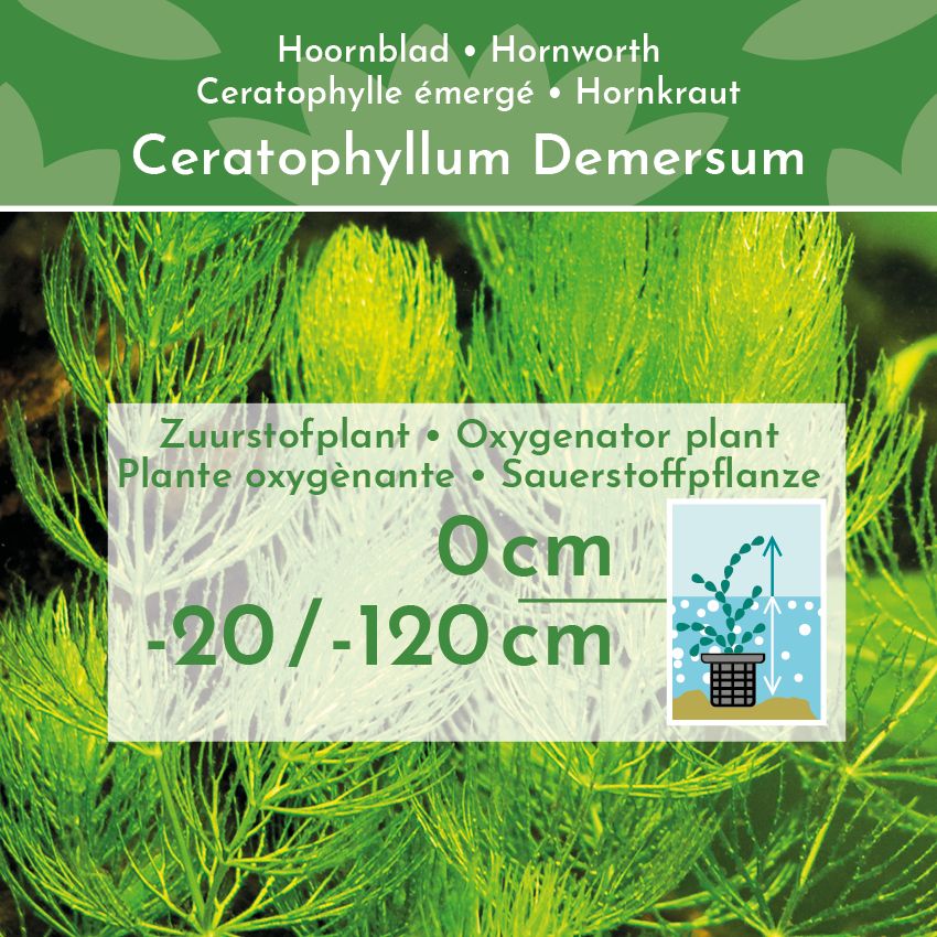 Hoornblad-6-bosjes-Ceratophyllum-Demersum-2