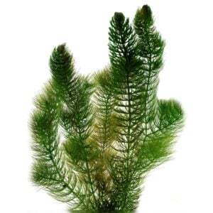 vdvelde.com - Hornblatt Ceratophyllum - 6 Bündel - Winterharte Sauerstoffpflanze für den Teich - Van der Velde Aquatic Plants