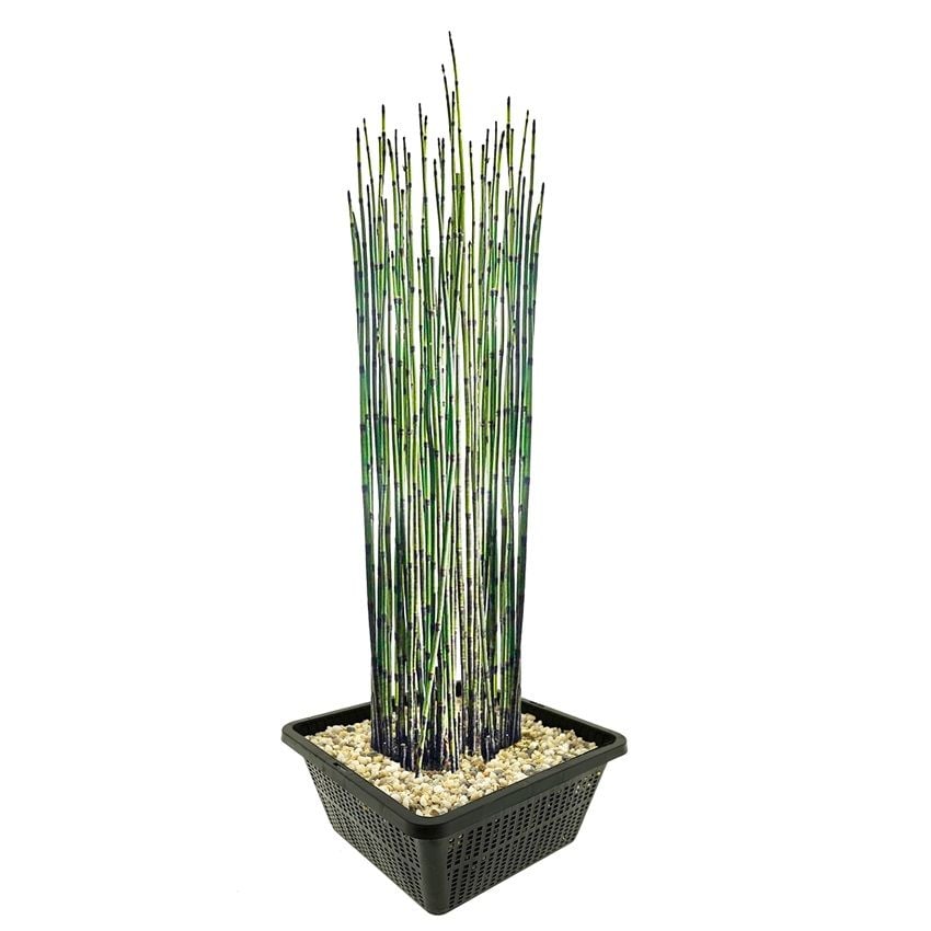 vdvelde.com - Tuyau creux japonais Equisetum Japonicum - 4 pièces + panier de bassin - Plantes de bassin rustiques - Van der Velde Aquatic Plants