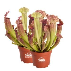 vdvelde.com - Trompetenkrugpflanze Sarracenia Juthatip Soper - 2 Stück - Winterharte fleischfressende Pflanzen - Van der Velde Aquatic Plants