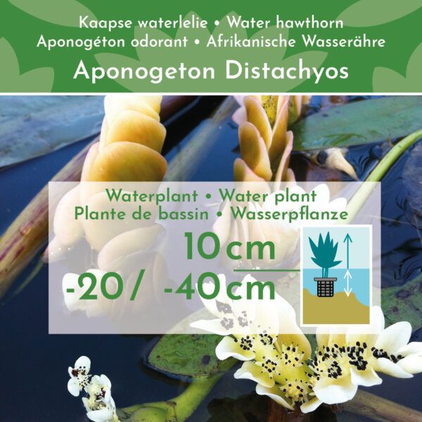Afdekgrind en Waterplanten Voeding - Van der Velde Waterplanten