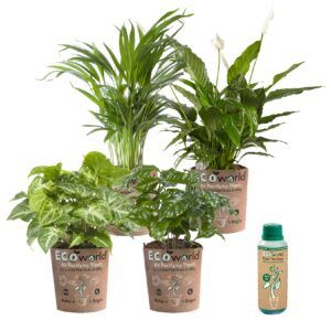 vdvelde.com -  Kamerplanten Luchtzuiverend - Makkelijk te verzorgen soorten - 4 stuks - Ø 12 cm - Hoogte 30-40 cm in Eco Potten + Kamerplantenvoeding
