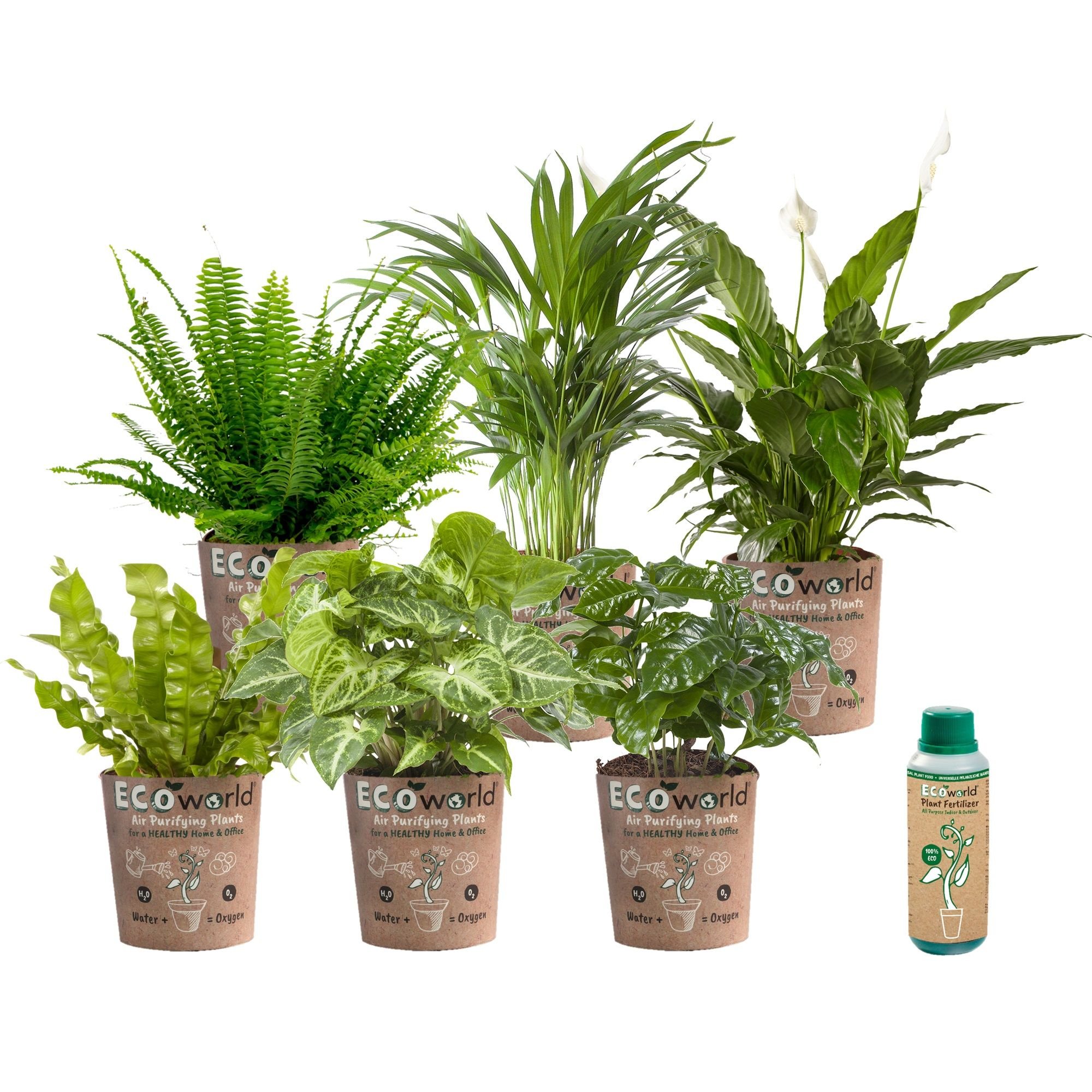 Kamerplanten Set  Pot Eco – 6 stuks