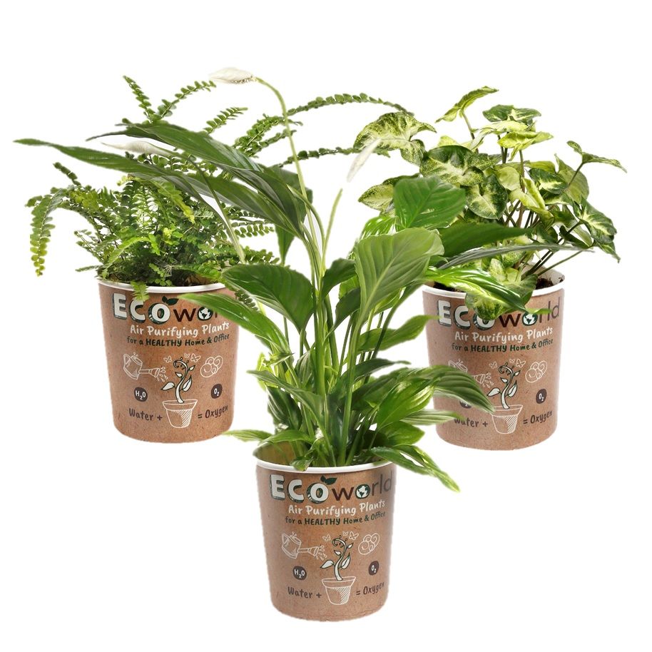 Kamerplanten-luchtzuiverend-Ecoworld-Box-Luchtzuiverende-Kamerplanten-4