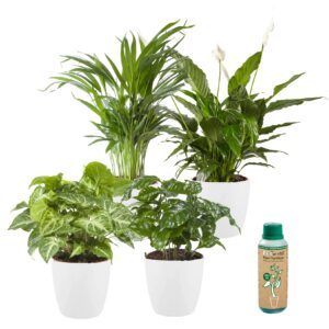 vdvelde.com - Zimmerpflanzen im Topf - Luftreinigende &amp; pflegeleichte Arten - 4 Stück - Ø 12 cm - Höhe 30-40 cm inkl. Töpfe Weiß + Zimmerpflanzen Füttern
