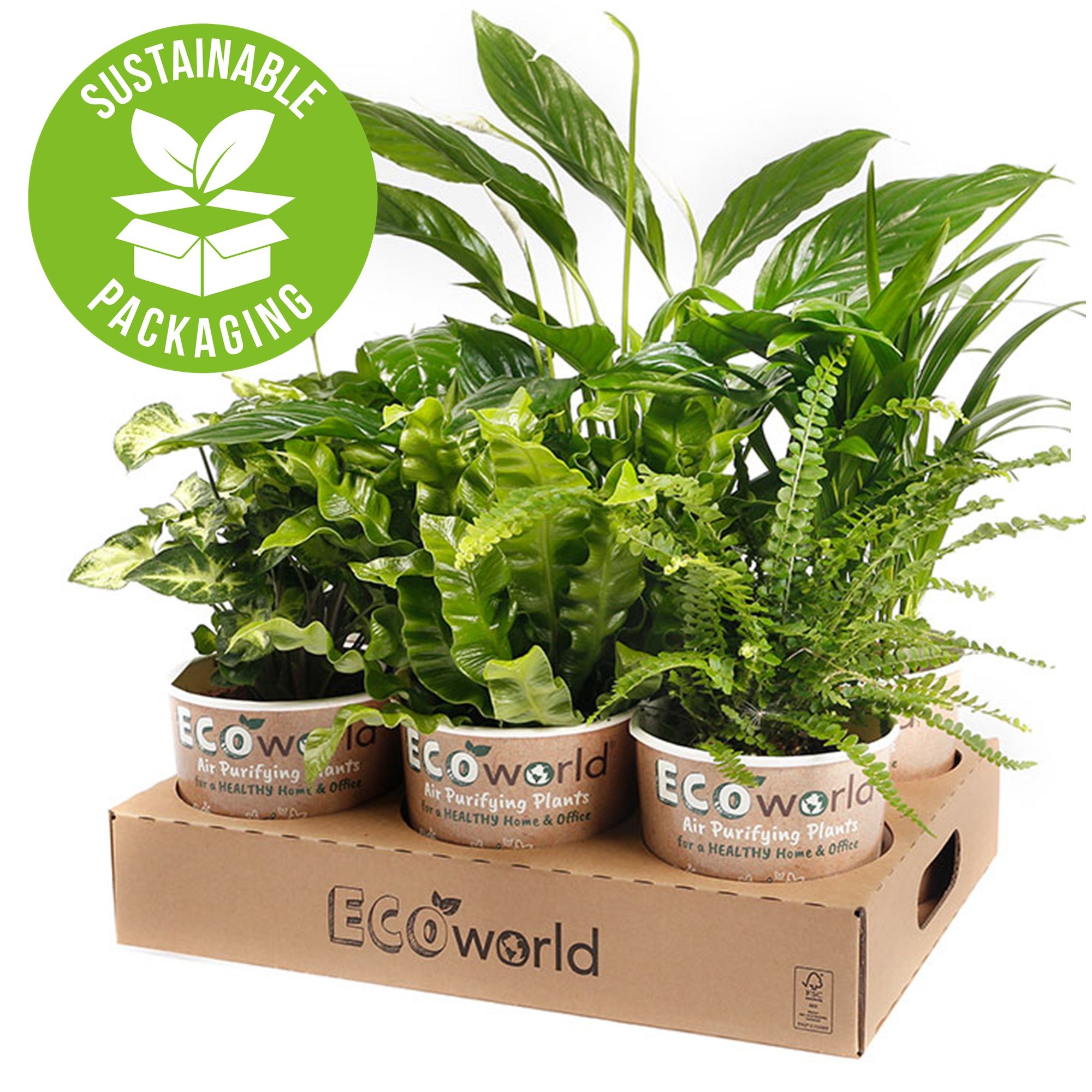 Plantes d'intérieur-avec-pot-Set-Ecoworld-Blanc-6-pièces-5