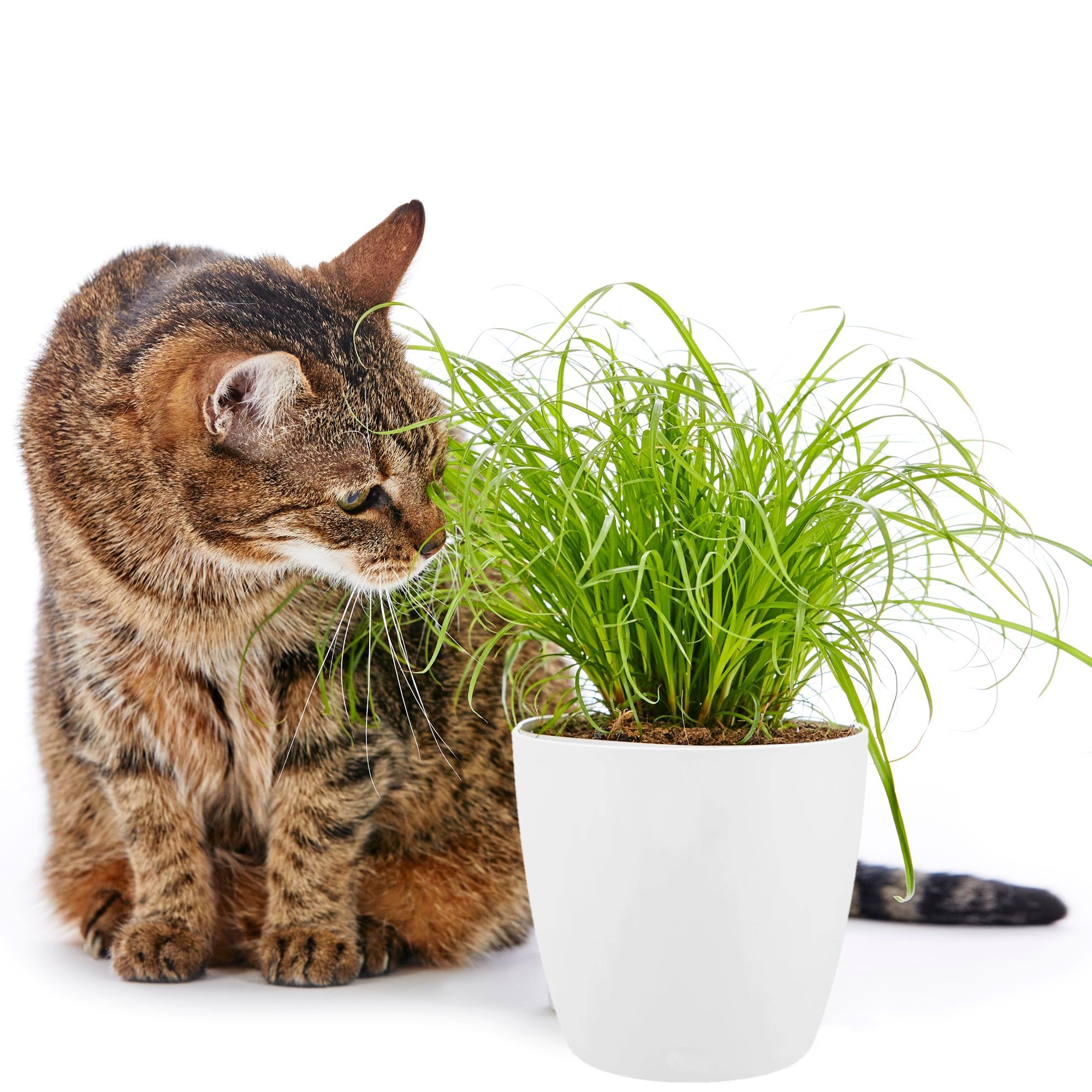 Kattengras-Schildpadplant-en-Graslelie-Diervriendelijke-kamerplanten-set-met-witte-potten-4-stuks-1