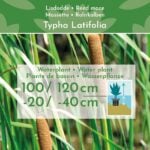 Kleine-Lisdodde-2000-planten-Typha-Angustifolia-2