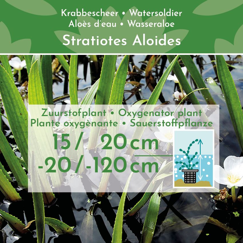 Krabbescheer-6-planten-Stratiotes-Aloides-2