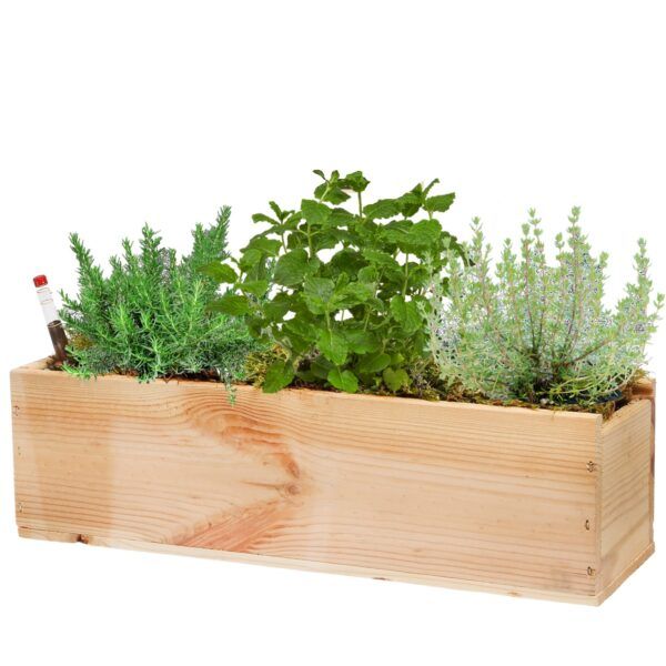 vdvelde.com -  Box Kruiden planten - 3 Kruidenplanten - Rozemarijn - Munt - Tijm - Duurzaam Houten Kistje - Incl. Planten Voeding en Handige Watermeter