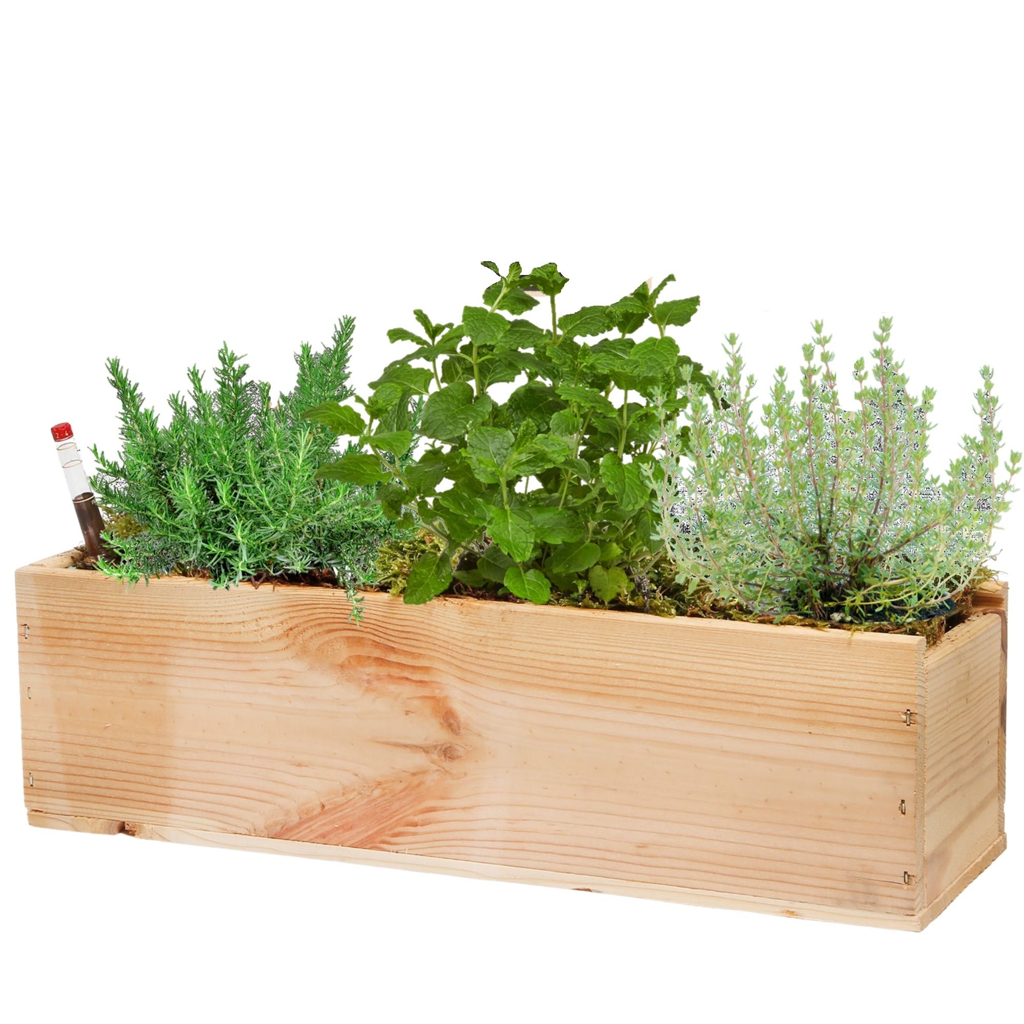 Ecoworld Box - Kräuterpflanzen