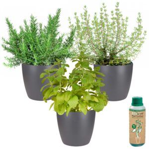 vdvelde.com -  Kruiden planten + Antraciet Potten - Makkelijk te verzorgen soorten - 3 Kruidenplanten - Rozemarijn - Munt - Tijm - Plant Ø 12 cm - Hoogte 30-40 cm  + Planten voeding