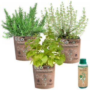 vdvelde.com - Plantes aromatiques + Eco Pots - Variétés faciles à entretenir - 3 Plantes aromatiques - Romarin - Menthe - Thym - Plante Ø 12 cm - Hauteur 30-40 cm + Plant Nutrition