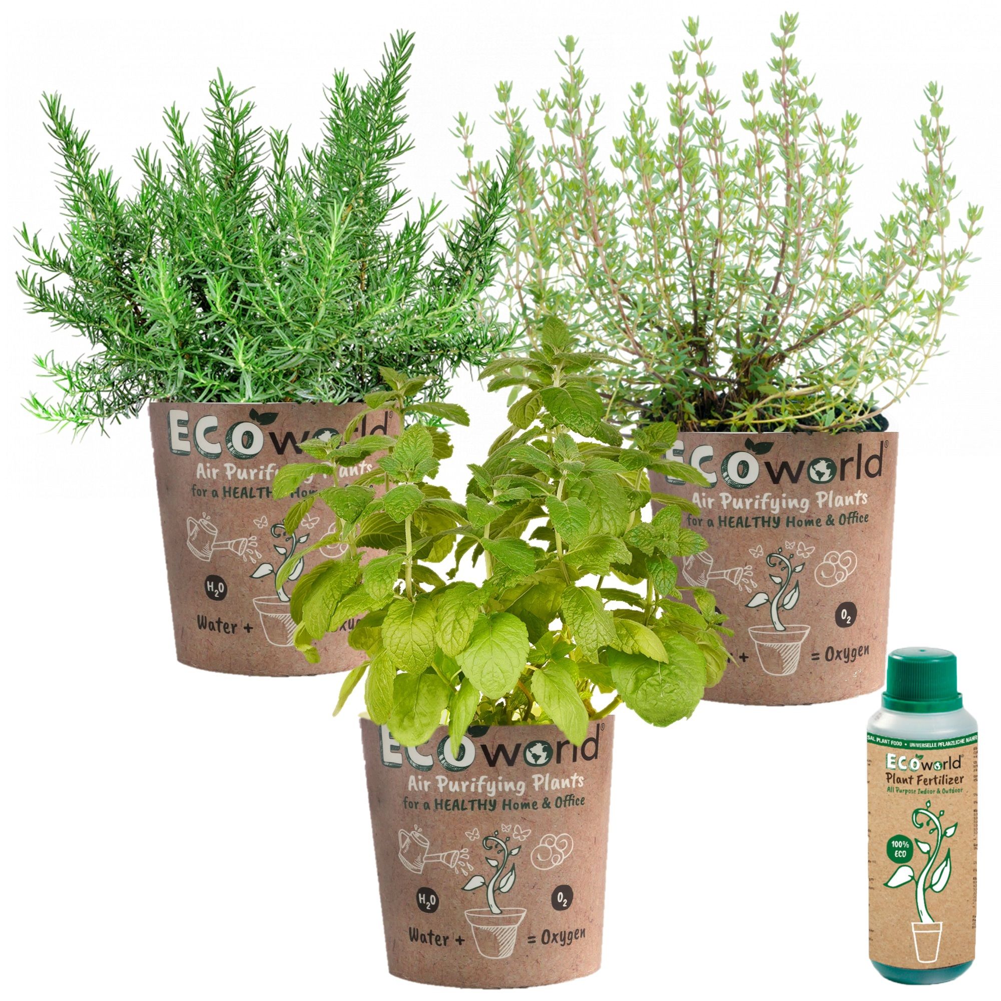 Kruidenplanten Pot Eco – 3 stuks