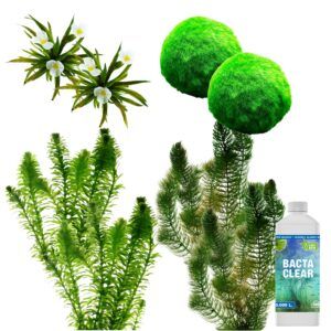 vdvelde.com - Paquet de plantes à oxygène en vrac - pour 5.000 - 10.000 litres d'eau - 68 plantes d'étang robustes - Contrôle naturel des algues - Eau d'étang claire - Van der Velde Aquatic Plants