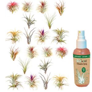 vdvelde.com - Tillandsia Air Plants Mix - 20 Stück - Zimmerpflanzen - 20 Luftpflanzen + Luftpflanzenspray
