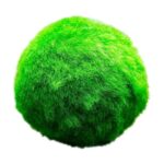 Marimo