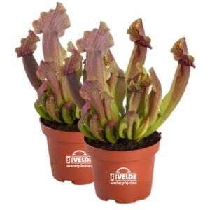 vdvelde.com - Trompetenblume Sarracenia Maroon - 2 Stück - Winterharte fleischfressende Pflanzen - Van der Velde Aquatic Plants
