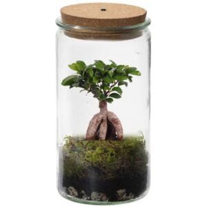 vdvelde.com - Ecosystème végétal avec lampe - Ecoworld Verre Weck avec lampe + 1 Mini Bonsai Ginseng - Ø10