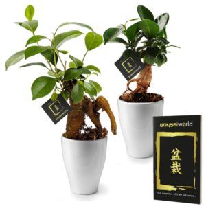vdvelde.com -  Mini Bonsai boompjes - Ficus Ginseng - 2 Mini Plantjes - Potmaat 7 cm / Hoogte +/- 21 cm