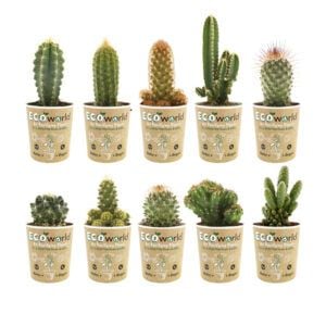 vdvelde.com - Mini Cacti - Plante Cactus 10 pièces - Ø 6 cm - Hauteur 8-15 cm