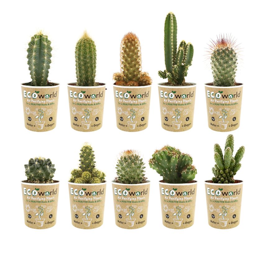 vdvelde.com -  Mini Cactussen - Cactus Plant 10 stuks - Ø 6 cm - Hoogte 8-15 cm